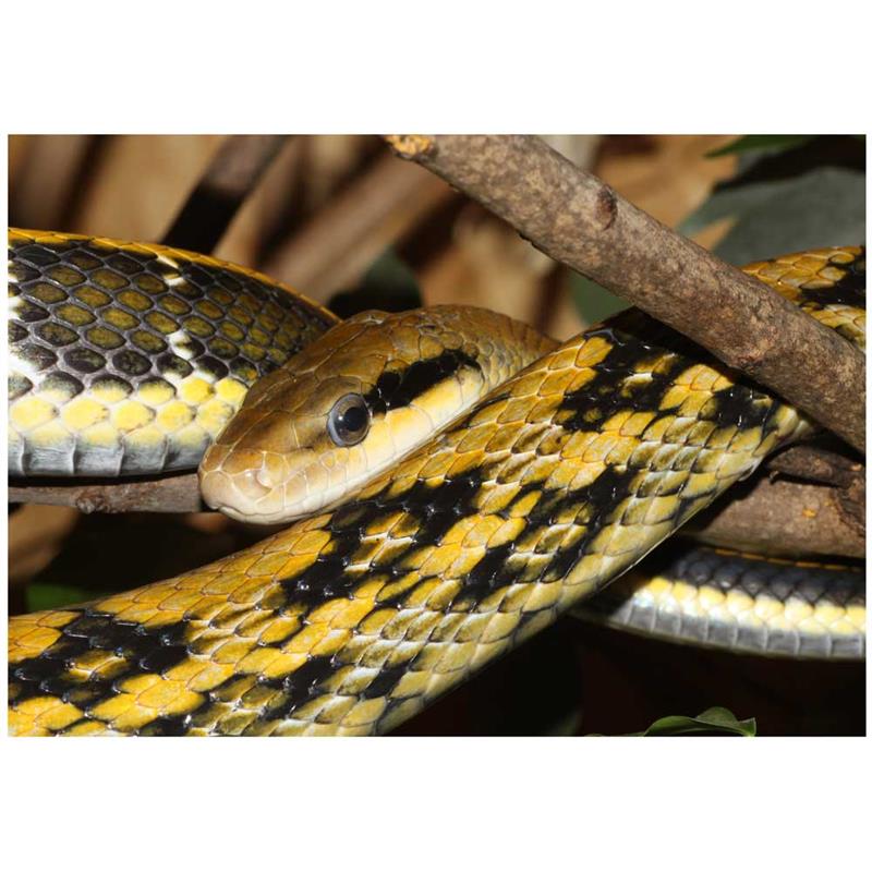 Orthriophis taeniurus friesi (Taiwan beauty snake) - imagine 4